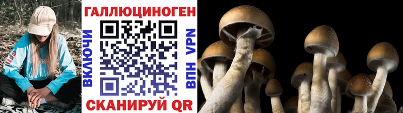 Купить закладки  Новый Оскол  Псилоцибиновые грибы мицелий 
